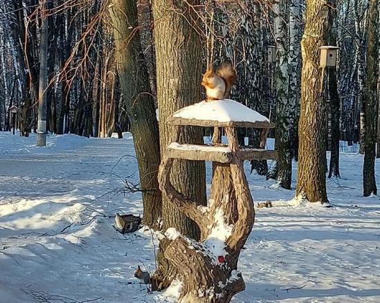 Почему белки называются белками, они ведь рыжие?